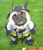funny-pictures-batman-dog-12Y.jpg